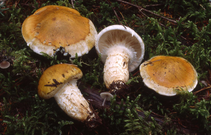 Tricholoma focale